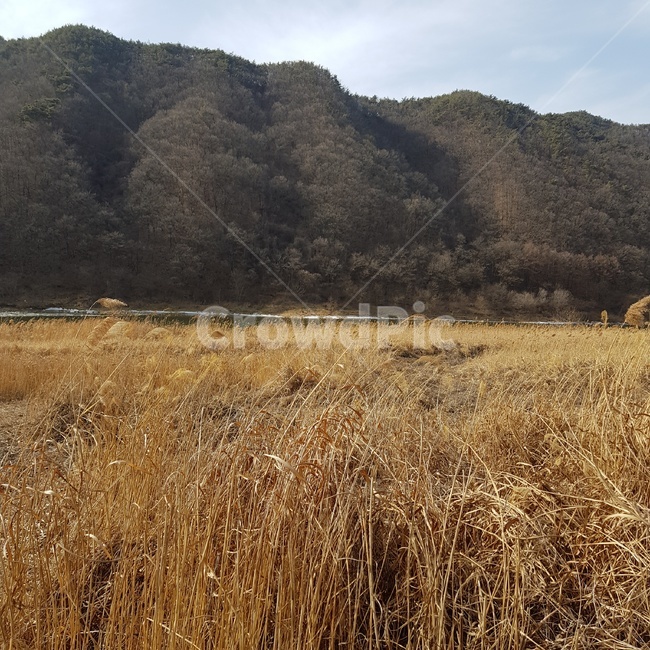 가을,산,갈대,브라운,나무