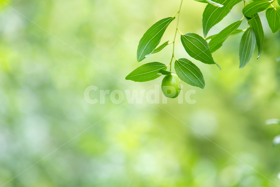 대추,초록잎,나뭇잎,열매,대추나무,녹색,초록,연두,푸른,색상,잎,배경,덜익은,봄,여름,계절,야외,클로즈업,식물,자연,green,color,leaf,jujube,fruit,tree,spring,summer,plant,nature,식물,자연,plants,nature,휴식,힐링,rest,relaxation,healing