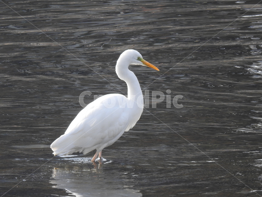 새,자연,동물,조류,생물,동물,animal,조류,새,birds