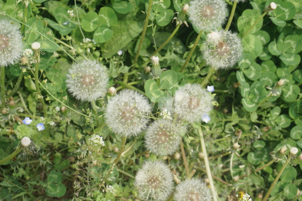 민들레,홀씨,자연,식물,plant,식물,자연,plants,nature,꽃,flower
