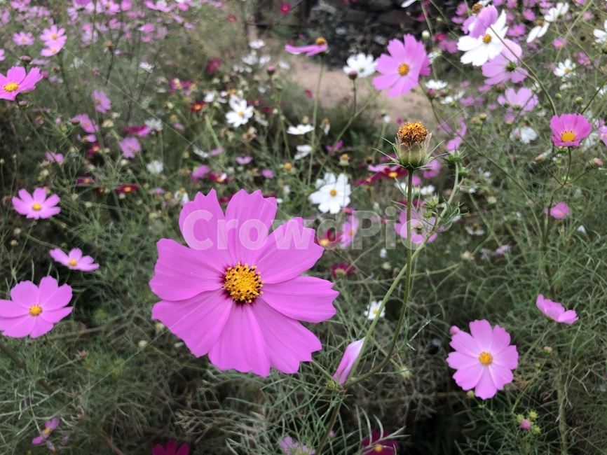 코스모스,꽃,자연,풍경,cosmos,flower,가을코스모스