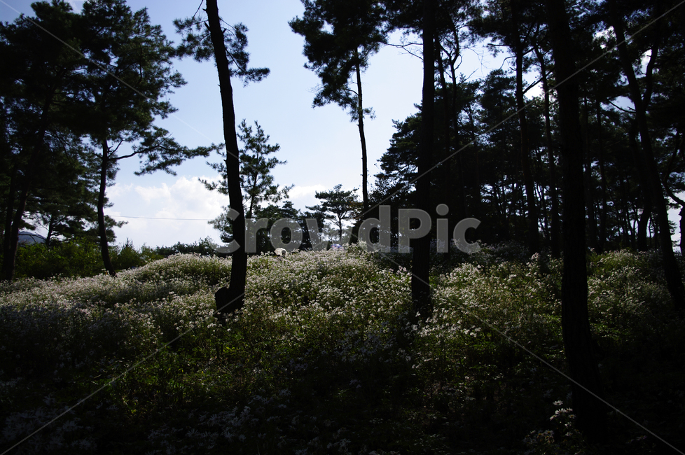 나무,숲,구절초,꽃,풍경,식물,flower,plant,tree,tree trunk,나무 줄기