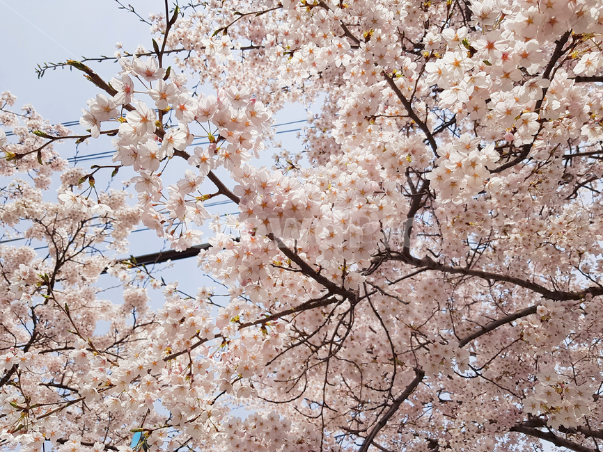벚꽃,봄,꽃,식물,cherryblossoms,예쁜꽃,꽃배경,봄,계절,spring,season,식물,자연,plants,nature,꽃,flower,나무,trees,wood,plant,blossom,cherry blossom
