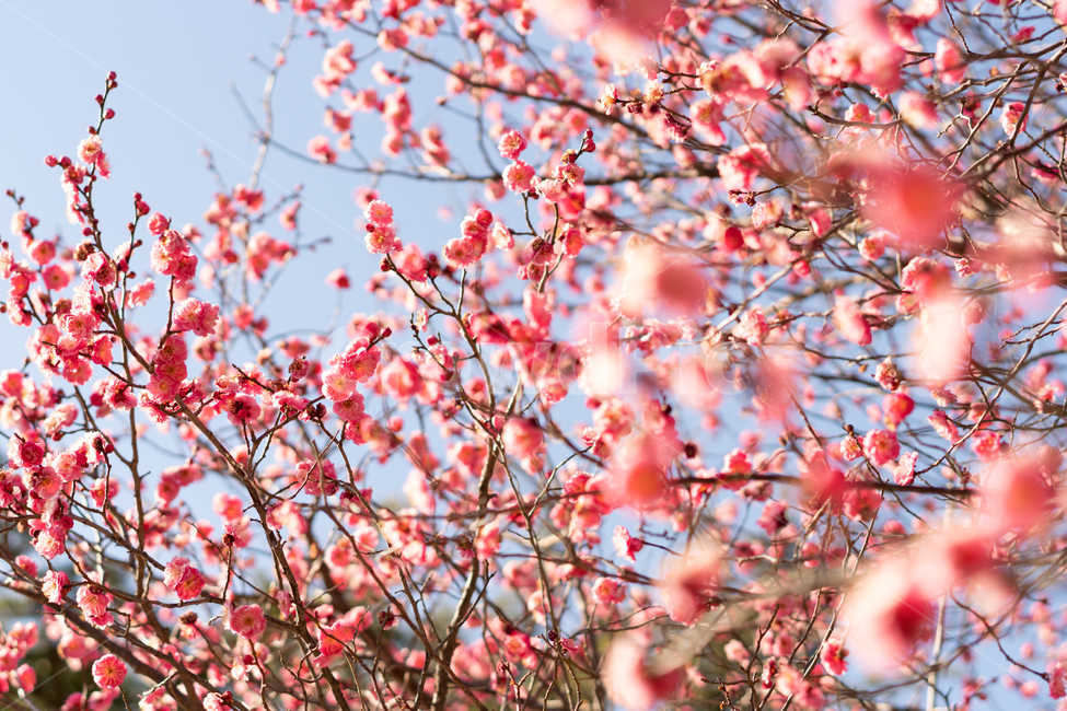 봄,매화,홍매화,나무,꽃,봄꽃,봄,계절,spring,season,식물,자연,plants,nature,꽃,flower,plant,blossom