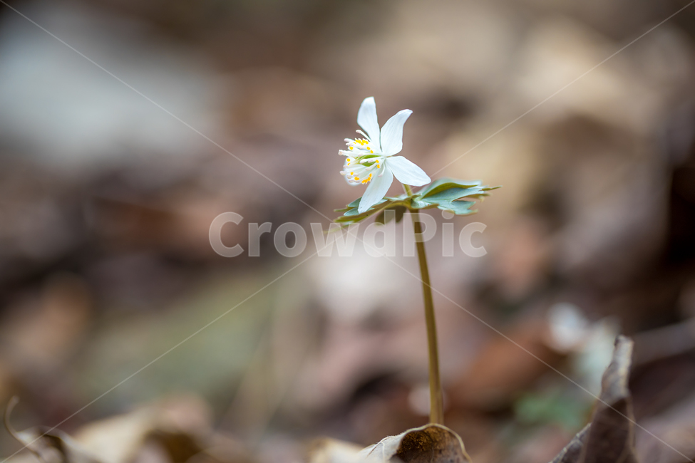 plant,식물,봄꽃,너도바람꽃,바람꽃,봄,야생화,꽃,flower