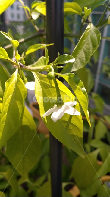 고추꽃,꽃,하얀색,나뭇잎,자연,식물,자연,plants,nature