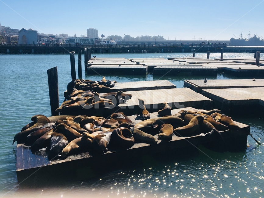 바다사자,sealion,부두,부두바다사자,바다사자낮잠