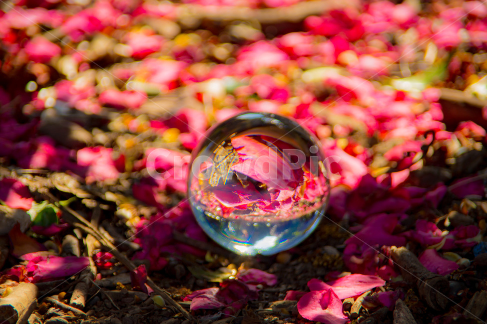 렌즈볼,lensball,수정구슬,동백꽃,유리구슬,동백,꽃,flower
