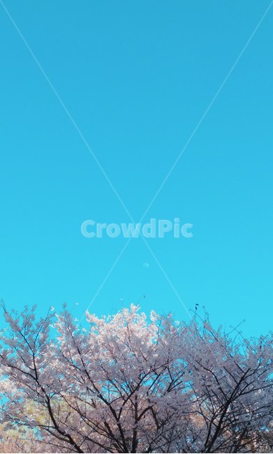 벚꽃,달,벚꽃나무,풍경,흑백,자연,나무,하늘,별,밤하늘