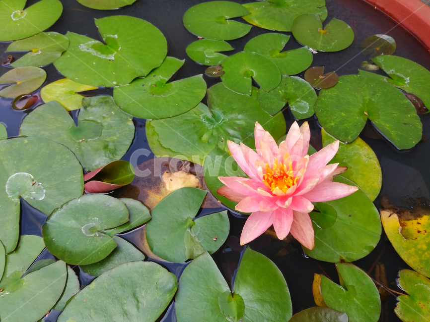 연꽃,연잎,연못,pond,flower,초록색,green,꽃잎,핑크색,pink,botany,식물,자연,nature,natural,플라워