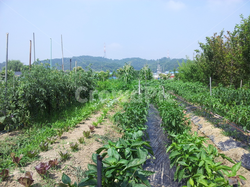 밭,봄,꽃,나들이,비닐하우스,하늘,구름,산,상추