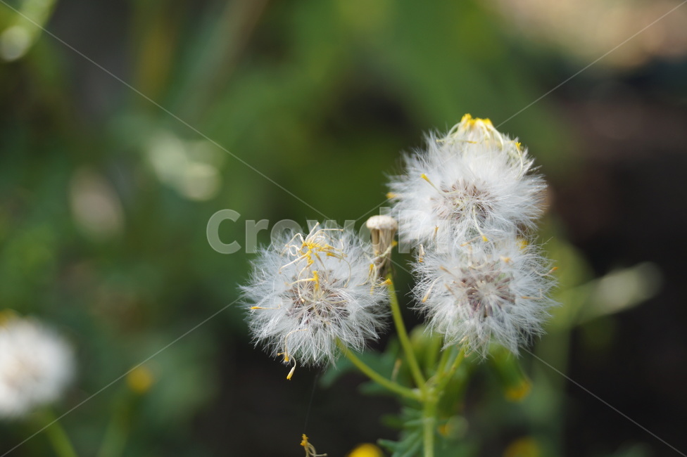 구설초,솜방망이꽃,들꽃,씨앗,봄,자연,nature,꽃,배경,배경사진,차분함,plants,background,잡초,접사,식물,자연,plants,nature,꽃,flower