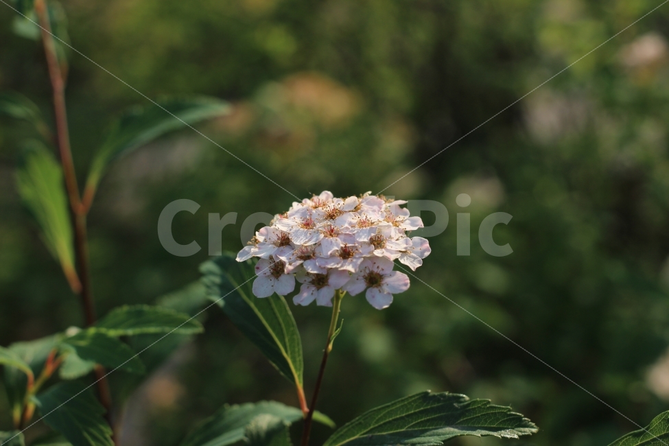 자연,꽃,정원,식물,개화,색감,식물,자연,plants,nature,꽃,flower,감성,sensible,feeling