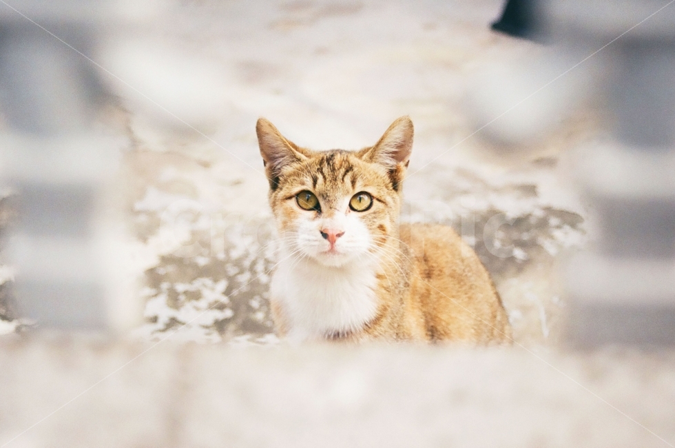 고양이,동물,포유류,cat,kitten,animal,표정,감정,emotion,동물,animal,포유류,mammal,고양이,cat,kitten,kitty,감성,sensible,feeling