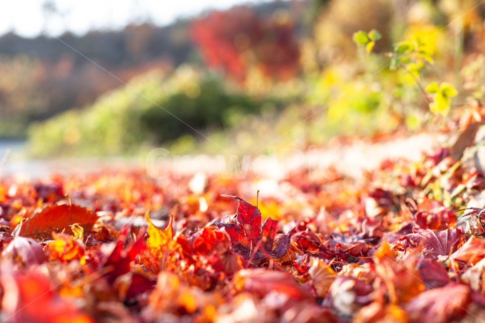 가을,단풍,단풍나무,단풍잎,나무,나뭇잎,가을,계절,fall,autumn,season,plant,식물,leaf,잎,tree