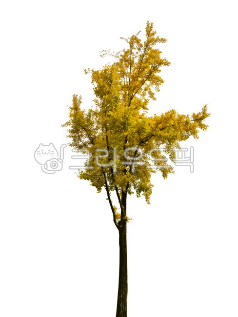 Nukki,garden tree,Ginkgo,png,tree,Landscaping Interior,colonnade,landscaping tree,plant,landscape