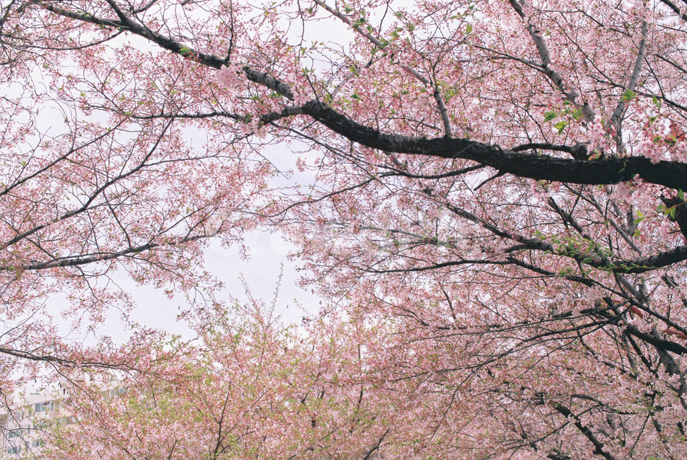 벚꽃,벚꽃나무,벚나무,봄,봄꽃,나무,하늘,꽃,봄,계절,spring,season,식물,자연,plants,nature,꽃,flower,plant,blossom,cherry blossom