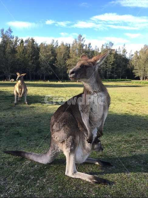 wallaby,캥거루,mammal,포유류,animal,kangaroo,동물,아기,캥거루아기,새끼,캥거루새끼,캥거루주머니,초원,경계,경계심,엄마,모성애,긴발,귀여운,호주,꼬리,긴꼬리,캥거루족,털,큰,크다,애기,발톱,왈라비