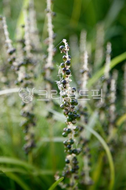 맥문동,맥문동초록열매,익어가는,liriopeplatyphylla,여러해살이풀,음생식물,식물,배경화면,백합목