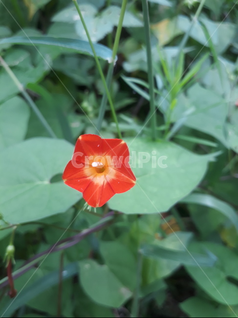 꽃,식물,별,오각형,푸른잎,식물,자연,plants,nature,꽃,flower