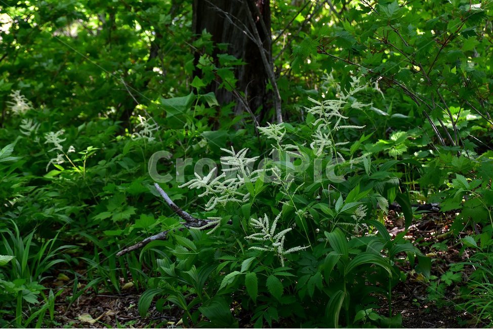 눈개승마,삼나물,야생화,꽃,식물,자연,생태,플라워,flower,plants,nature,식물,자연,plants,nature,꽃,flower