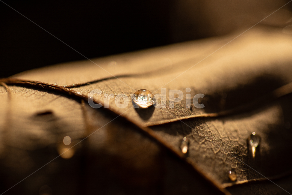 forest,shadow,nature,texture,line,next to the fall,leaf,water,Emotional photo,Eco,water drop,environment,background,plants,plant,dark,season,Emotion,floor