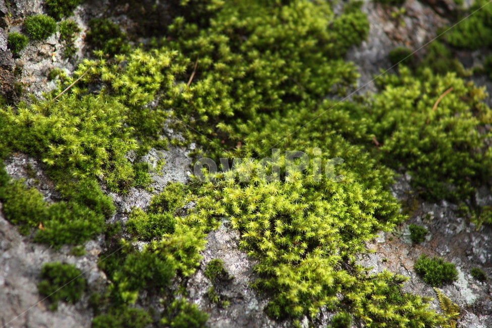 초록,이끼,식물,선태식물,moss,식물,자연,plants,nature