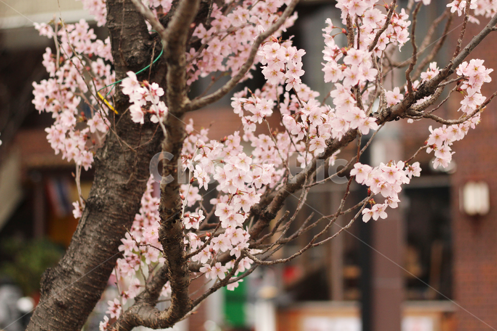 벚꽃,사쿠라,cherryblossom,플라워,나무,꽃나무,봄,봄꽃,봄벚꽃,흰벚꽃,plant,식물,flower,꽃,blossom