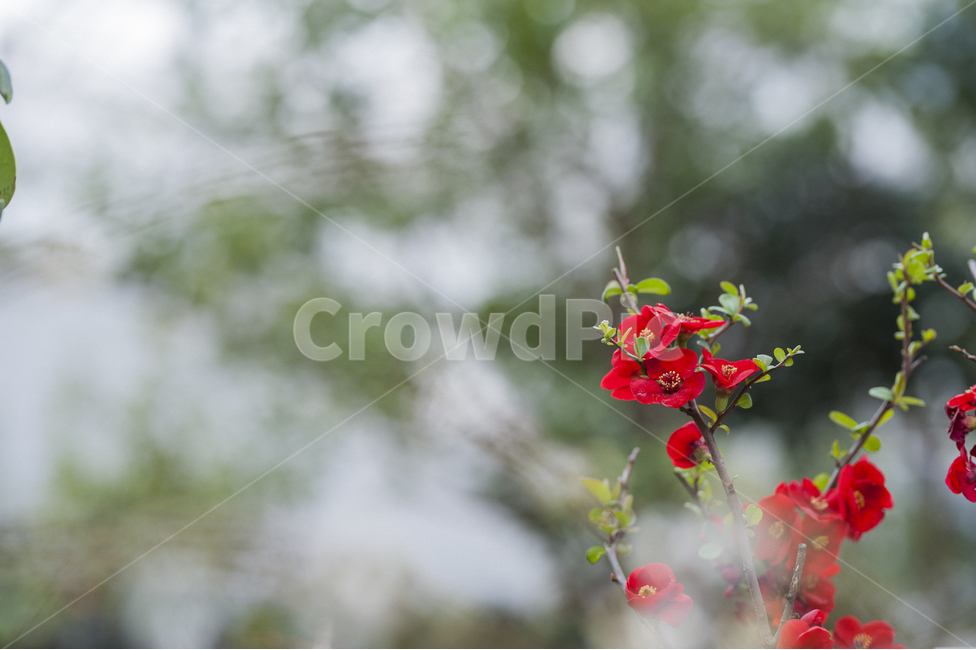 자연,풍경,꽃나무,온실,붉은색,빨간색,식물,식물,자연,plants,nature,꽃,flower,감성,sensible,feeling