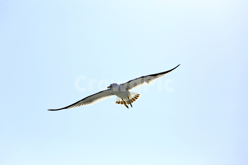 갈매기,하늘,창공,새,바다새,동물,동물,animal,조류,새,birds