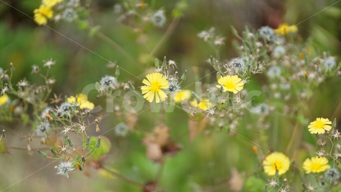 씀바귀,꽃,자연,식물,풀,플라워,flower,nature,감성,감성사진,스냅,스냅사진,snap,snapshot,풍경,landscape,꽃사진,접사,macro,봄,spring,계절,season,한국자연,korea,식물,자연,plants,nature,꽃,flower