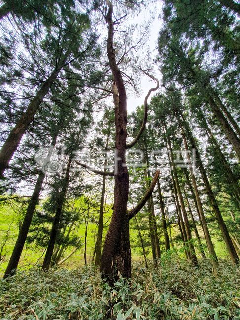 제주,사려니숲길,사려니,숲길,나무,tree,초목,자연,옥외,wood,길,trail,walking,forest,green,녹색,걷기,푸름,산록