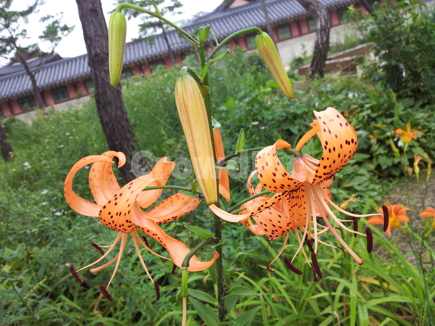 꽃,화분,나무,산,plant,백합,flower,blossom