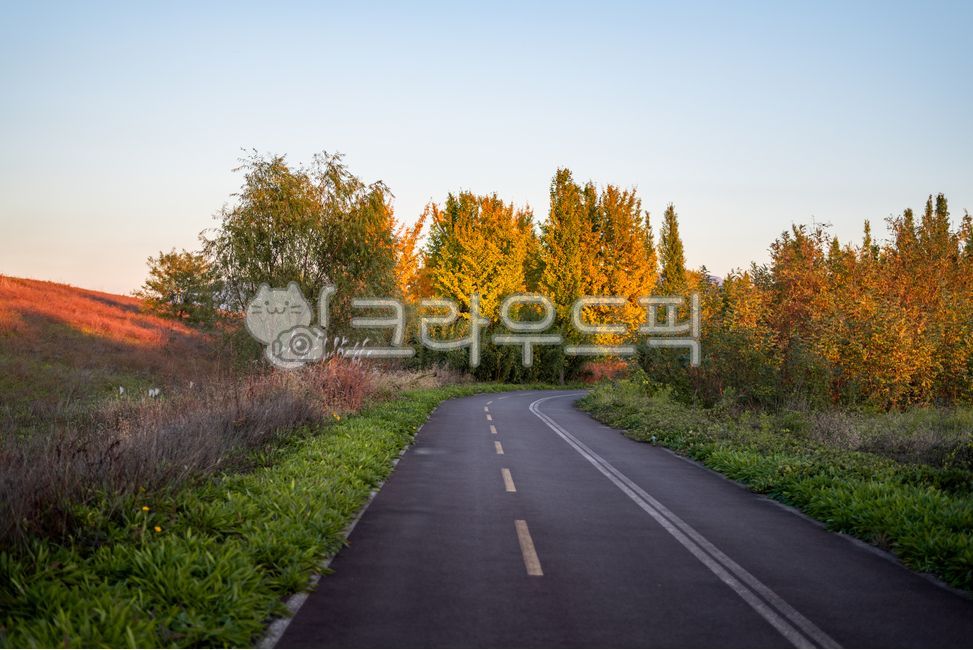 길,도로,자전거길,나무,식물,공원,생태공원,은행나무,아침,가을,빛,햇살,컬러,컬러풀,색,자연