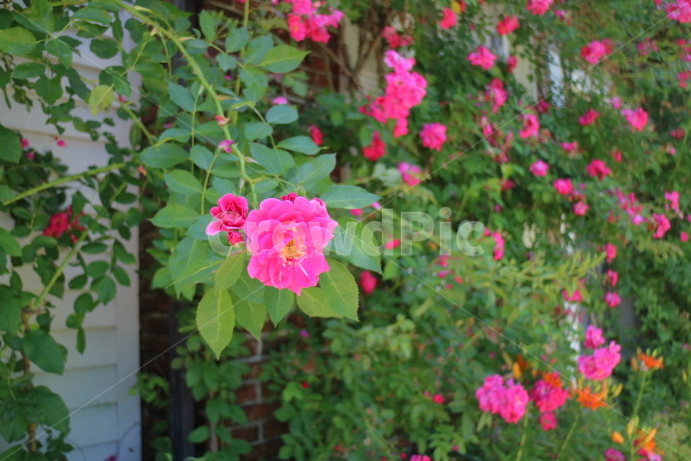 꽃,자연,풀,연천,허브아일랜드,잎,나무,flower,pink,식물,자연,plants,nature,꽃,flower