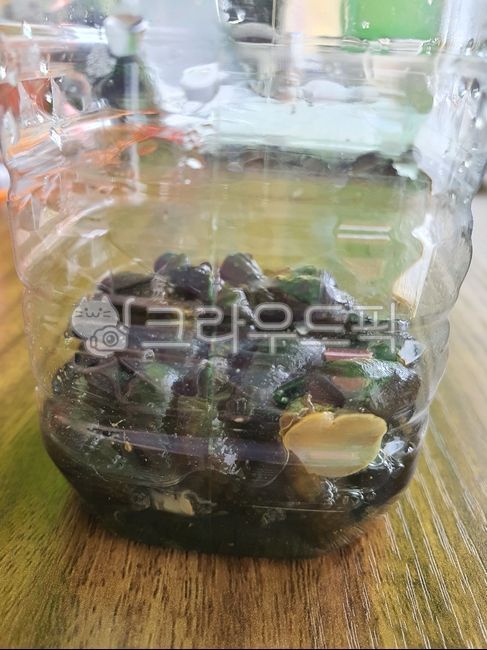 natural body,conch,conch shell,conches,conch catcher