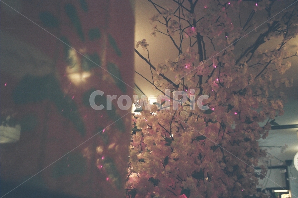 필름,필름사진,벚꽃,꽃,감성,식물,자연,plants,nature,꽃,flower,실내용화초,화분,화초,house plant,인테리어,실내디자인,interior design
