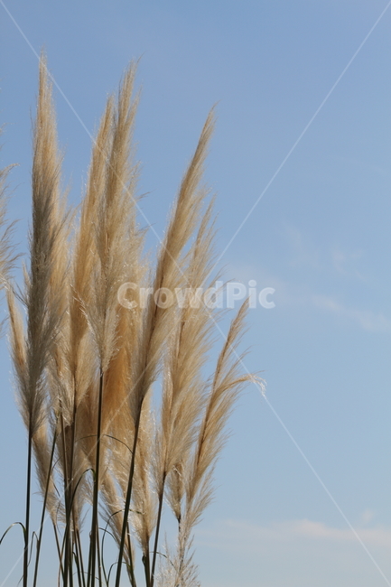 pampasgrass,plant,autumn,pampas grass,flower