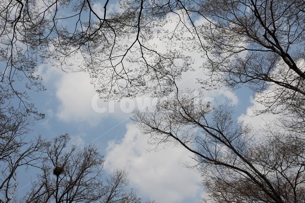 나무,하늘,풍경,구름,자연,tree,sky,landscape,cloud,nature,자연,풍경,nature,landscape,plant,식물