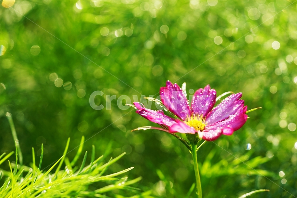 코스모스,꽃,식물,아침이슬,가을,가을,계절,fall,autumn,season,식물,자연,plants,nature,꽃,flower,plant,blossom,petal,꽃잎