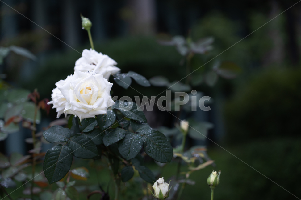 꽃,장미,장미꽃,백장미,이슬,flower,식물,자연,plants,nature,꽃,flower