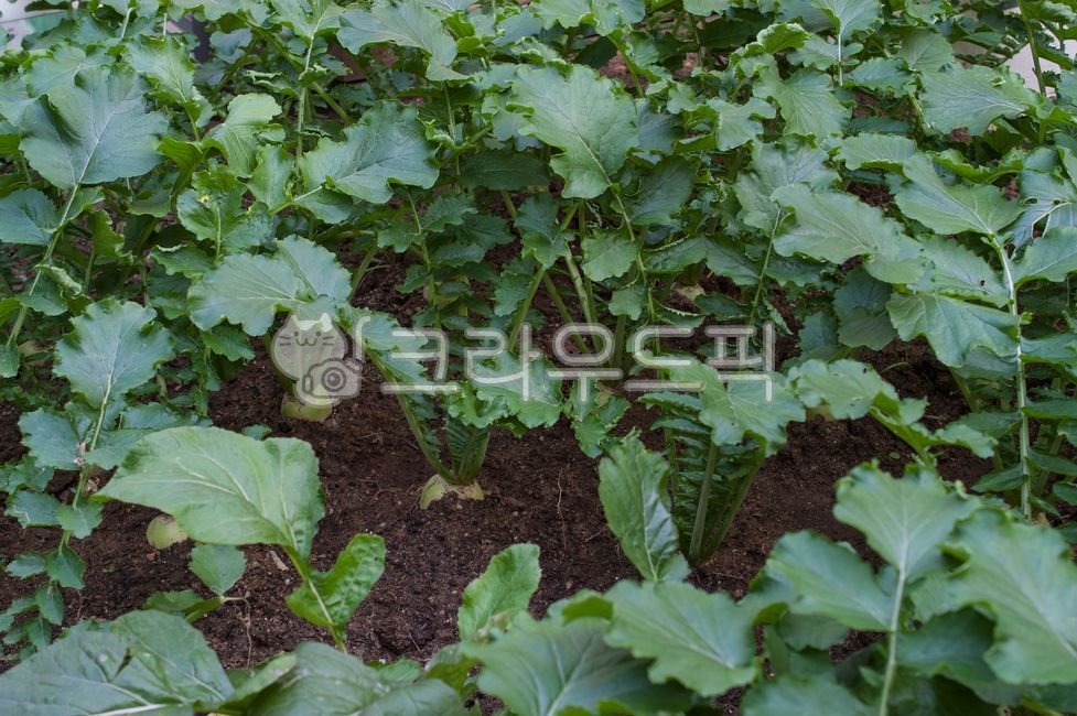 radish, vegetables, plants, nature, leaves, 사진,이미지,일러스트,캘리그라피 ...