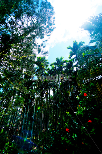 파란하늘,푸른하늘,자연,풍경,여유,편안함,여름,계절,summer,season,자연,풍경,nature,landscape,flare,플레어,light,빛,plant,식물