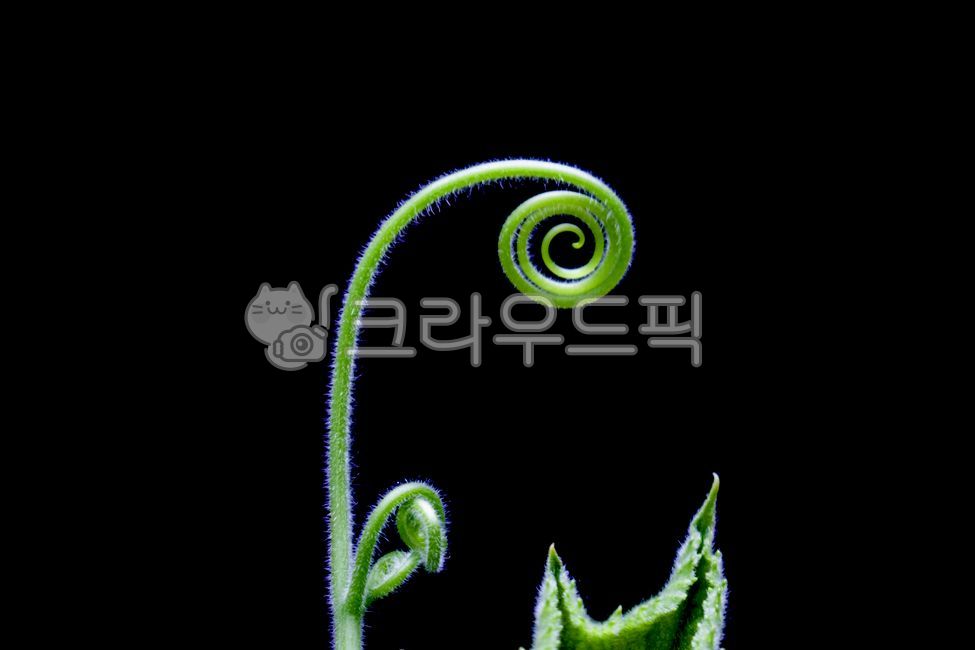 식물, 줄기, 호박줄기, 덩굴, plant, 사진,이미지,일러스트,캘리그라피 - Nbocrates68작가