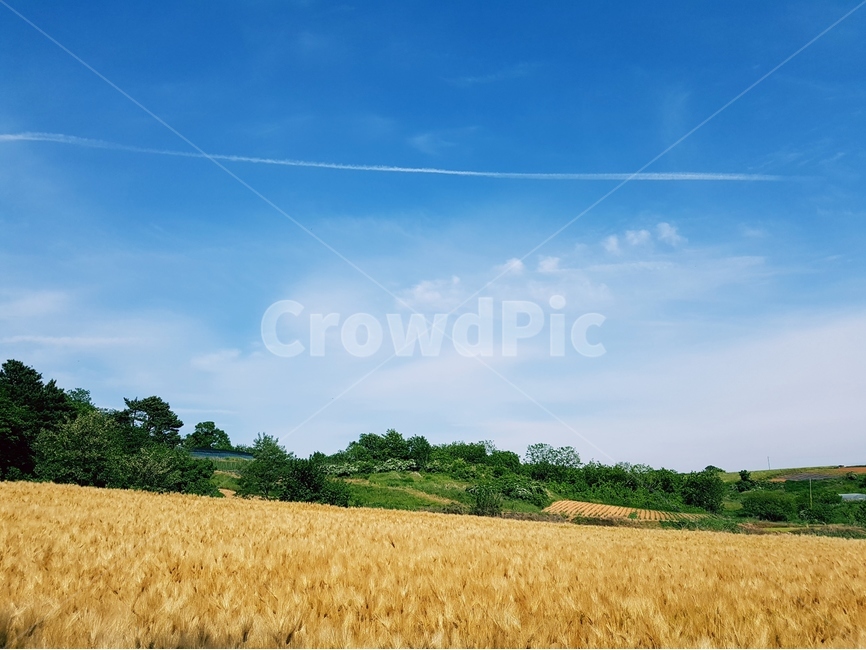 보리,보리밭,노랑,늦봄,파랑하늘,풍경,자연,풍경,nature,landscape,식물,plants,산업,industry,industrial,농업,농사,agriculture,farming,farming industry,plant