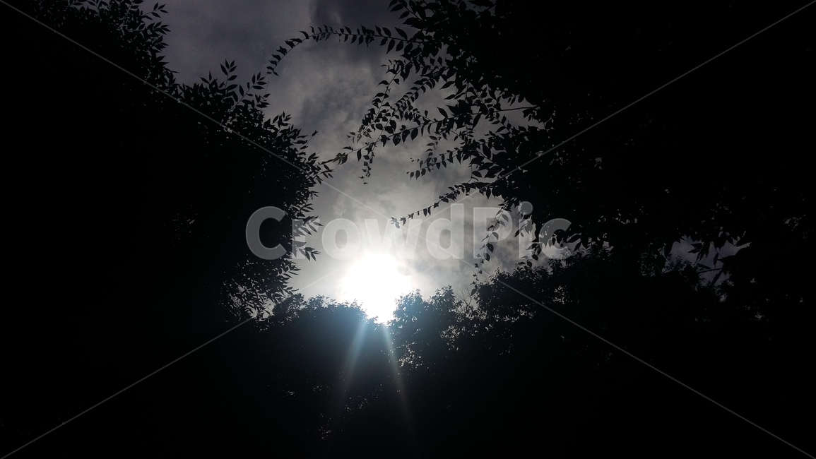 나무,그늘,태양,하늘,어둠,자연,풍경,nature,landscape,light,빛,flare,플레어