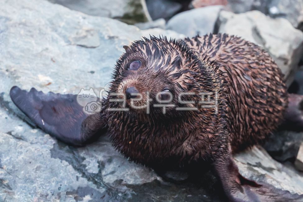 물개,남방물개,새끼,뉴질랜드,어린물개