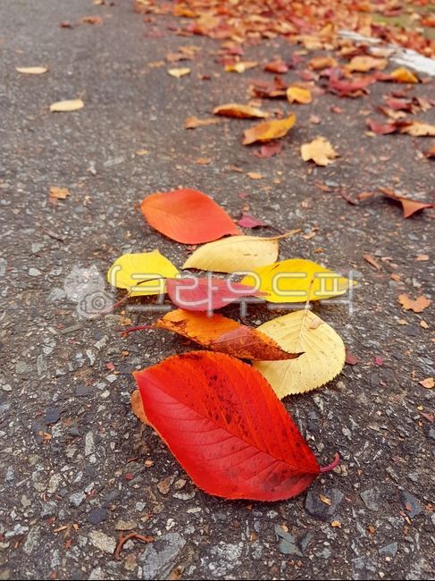 fallen leaves,cherry tree leaves,autumn leaves,autumn,Maple