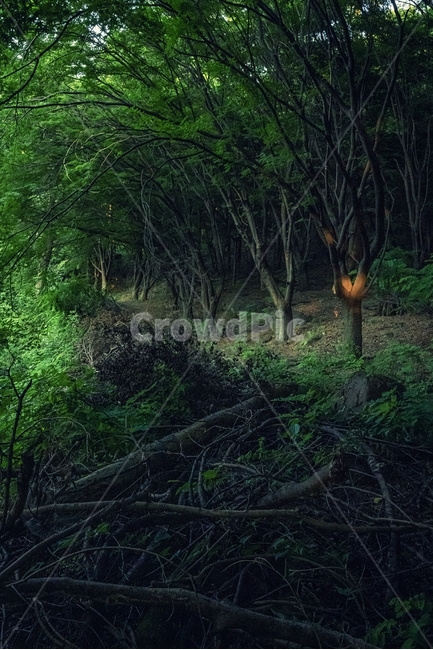 숲,나무,자연,감성,휴식,힐링,산,초록,감성사진,여름,rest,mountain,light,sunshine,그늘,forest,green,landscape,nature,wood,plant,leaf,healing,햇살,햇빛,trees