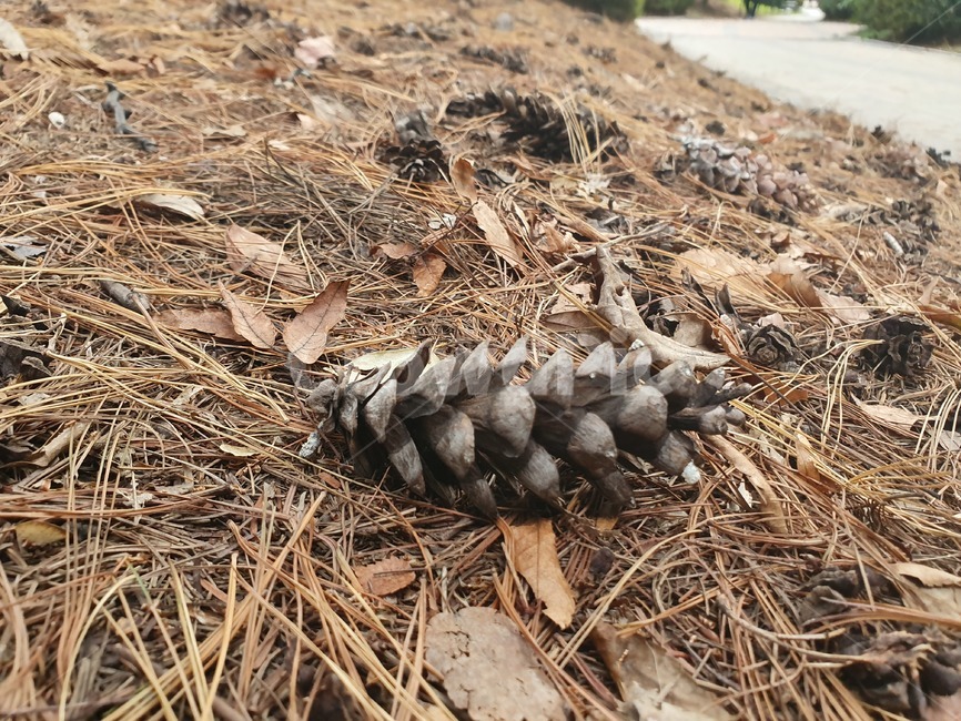 plant,바닥,식물,솔방울,낙엽,잎